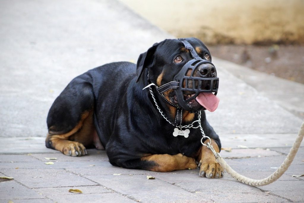 Rottweiler dog on a leash wearing a muzzle.
